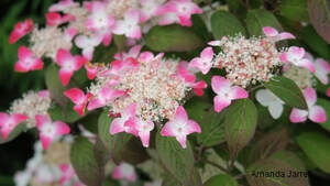 Strawberries & Cream hydrangea macrophylla,summer flowering shrub,June flora