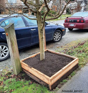 raised beds under trees