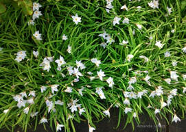 Spring starflower,Ipheion uniflorum,early spring flowering bulb