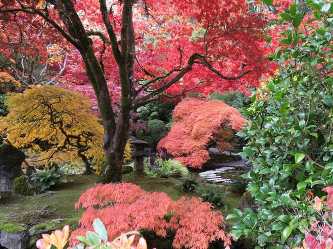Butchart Japanese Garden,British Columbia public gardens,October gardening,landscape design,autumn colours,fall colors 