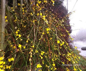 Winter jasmine,Jasminum nudiflorum,winter flowering plants,February flowers,early flowering plants 
