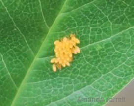 lady bug eggs,beneficial insects,Organic pest control