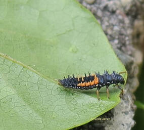 ladybug larvae,beneficial insects,Organic gardening