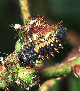 lady bug larvae,lady beetle larva,beneficial insect,aphid eater
