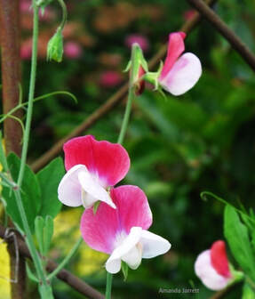 sweet peas,Lathyrus odoratus 'Painted Ladies',sowing seeds,April garden chores