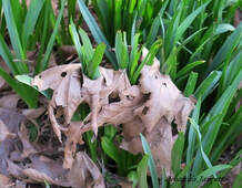 leaf mulches spring flowering bulbs