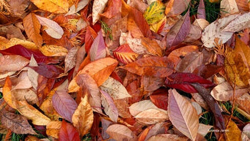 composting fall leaves