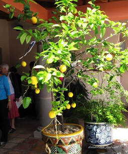 winter protection for lemon, orange and citrus trees