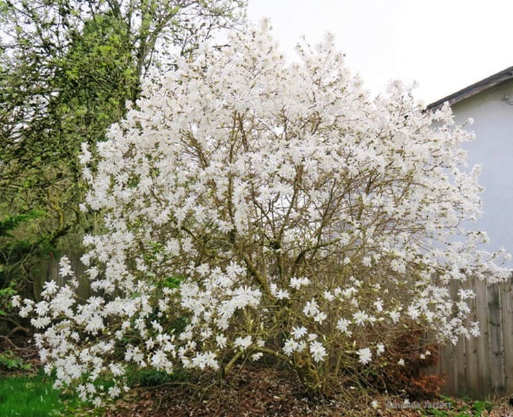 star magnolia,Magnolia stellata,March flowers,March trees,spring flowering trees,March Plant of the Month