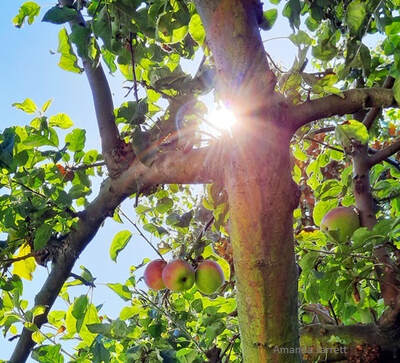 pruning apple trees in summer,pruning fruit trees,summer pruning fruit