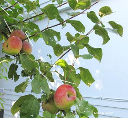 summer pruning,fruit pruning,apple pruning,July garden calendar,July garden chores,July gardens,summer pruning