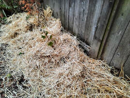 removing winter mulch in spring
