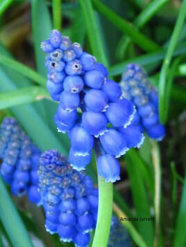 Grape hyacinth,Muscari armeniacum,spring flowring bulbs,blue flowers