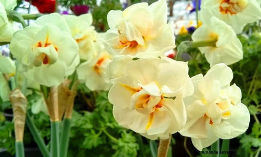 Narcissus 'Bridal Bouquet',spring flowering bulbs,March flowers
