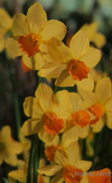 daffodils,narcissus,temperature fluctuations,February  Gardens,February plants,winter gardening,the Garden Website.com,Amanda Jarrett,Amanda’s Garden Consulting 