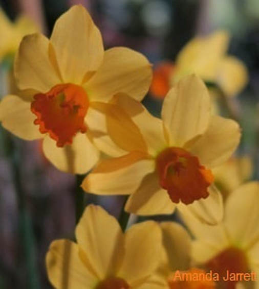 daffodils,Narcissus,March garden,thegardenwebsite.com,the garden website.com,Amanda Jarrett,Amanda's Garden Consulting