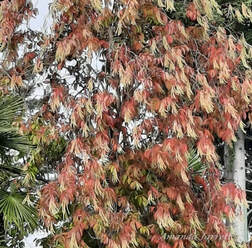 sourwood sorrel tree Oxydendrum arboreum