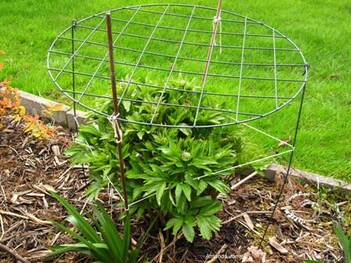 staking plants,staking peonies,peony cages,March garden calendar