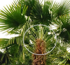 Chinese fan palm winter protection - Trachycarpus fortunei
