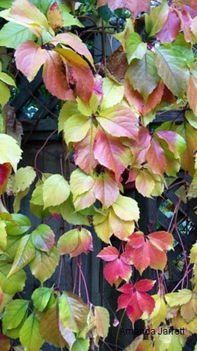 Parthenocissus quinquefolia,virginia creeper,October gardens,October garden chores,fall colour,The Garden Website.com,Amanda’s Garden Consulting,Amanda Jarrett