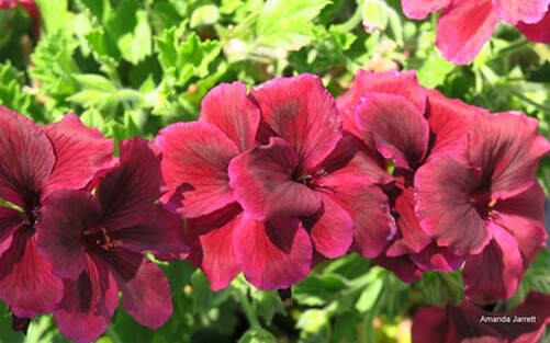 Pelargonium regal 'Black Lace' geranium,February gardening,February gardens,winter gardens,plants,planting,vegetable gardening,sowing seeds,February flowers,cool season crops,dormant oil lime sulfur,insects,monthly garden calendar,winter pruning,organic gardening,landscaping,lawn care,chinch bugs,lawn care,the garden website.com,Amanda Jarrett,,Amanda’s Garden Consulting,gardening website,horticulture,the garden website.com