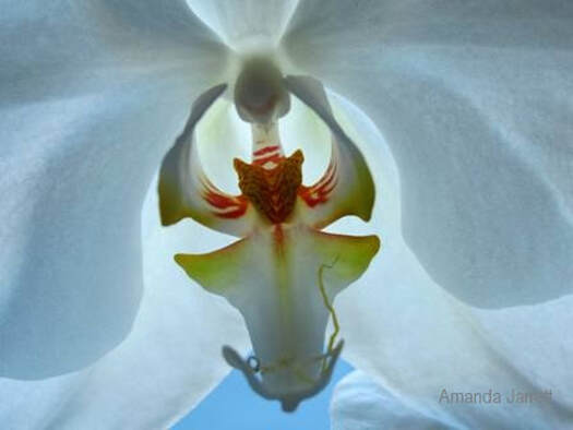 moth orchids,Phalaenopsis,tropical houseplant