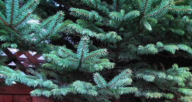 white pine,Picea glauca