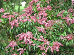 Lily-of-the-valley shrub,Pieris japonica,spring flowering shrub,April flowering shrub,broadleaf evergreen