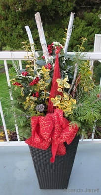 Christmas planter,easy festive planter,The Garden Website.com,Amanda's Garden Consulting,Amanda Jarrett