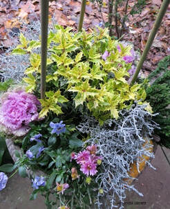 winter planters,fall planters,winter hardy plants for planters 