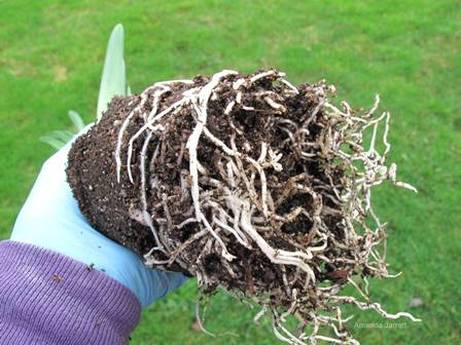 loosen potbound roots 