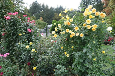 Portland S International Rose Test Garden The Garden Website Com