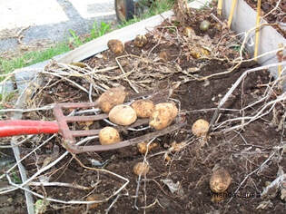 how to grow potatoes,harvest potatoes