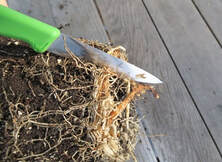 how to plant,pot-bound roots,girdled roots