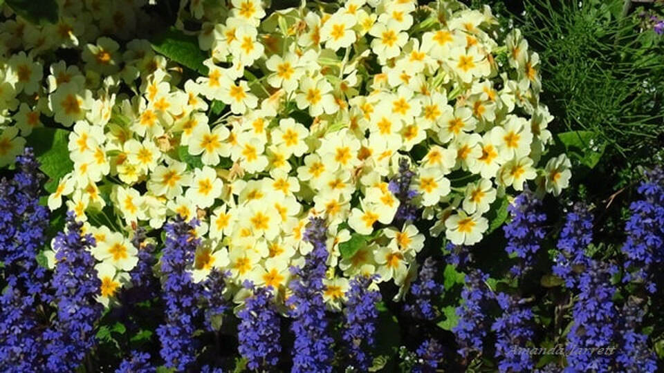 plants for shade,English primroses,bugle weed