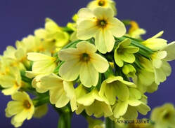 Primula elatior,oxlip primrose,March flowering perennials,spring flowers