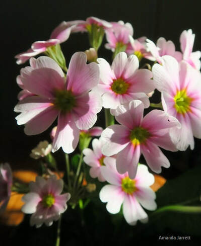March garden flowers,Primula,primroses,March garden chores
