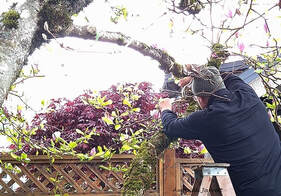 pruning instruction,how to prune with Amanda Jarrett