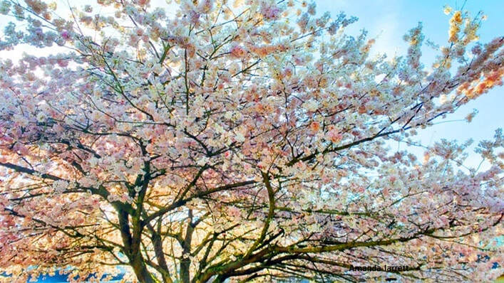 ornamental flowering cherry,spring flowering trees,March flowering trees