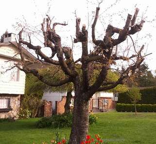 pruning incorrectly,bad pruning