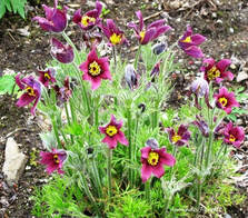 Pasque flower, Pulsatilla vulgaris,Anemone pulsatilla,April flowers