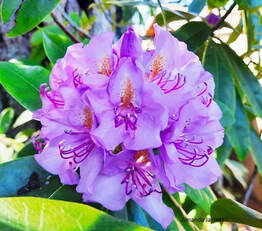 Catawba rhododendron,Rhododendron catawbiense,April flowering shrubs
