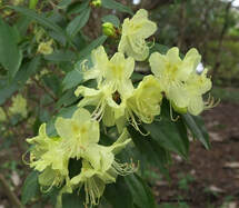 Rhododendron lutescens,March flowering evergreen shrubs,spring flowering plants,yellow rhododendron
