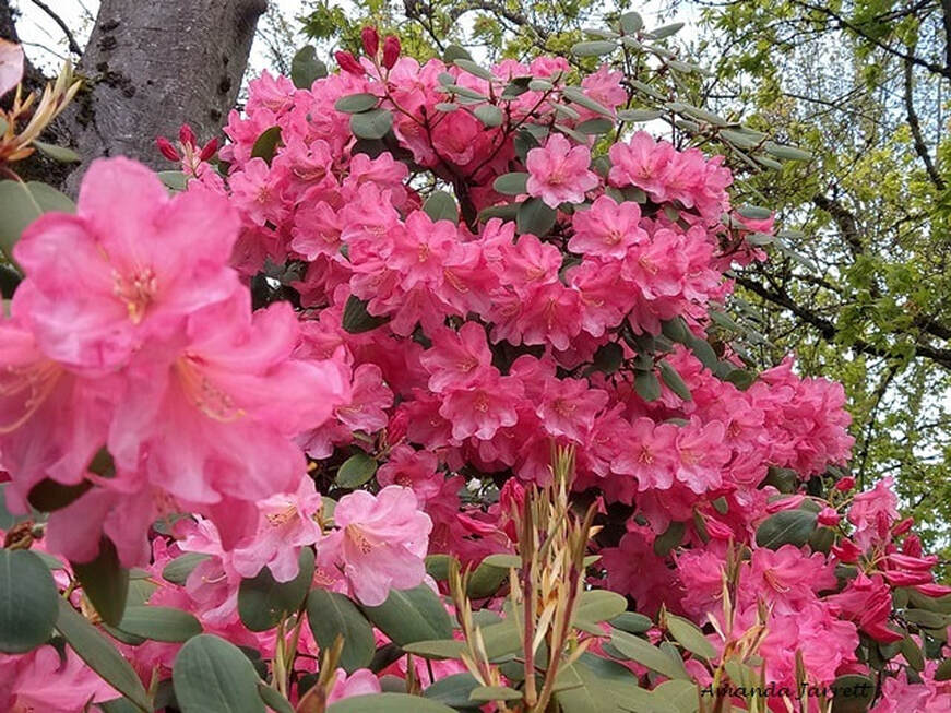 Rhododendron, May Flowering plants
