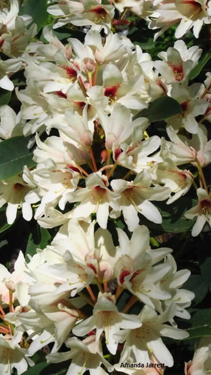 Rhododendron 'Starbright Champagne',April flowers,early flowering rhododendrons 