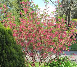 Ribes sanguineum,flowering currant,Pacific Northwest native plant,flowering shrubs of British Columbia,spring flowering shrubs