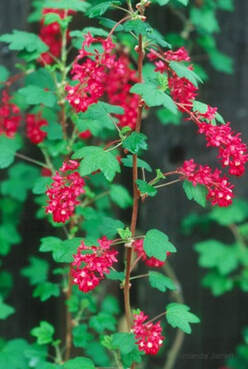 flowering currant,ribes sanquineum,North American indigenous plant,April flowering shrub,spring flowers