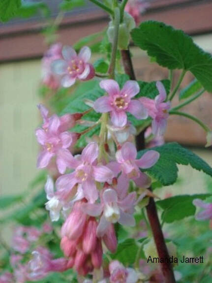 pink flowering currant,Ribes sanguineum glutinosum,
