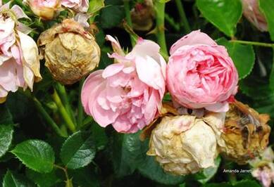 rose botrytis,botrytis blight,grey mould,gray mold,rose fungus