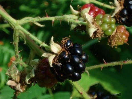 harvest blackberries,harvest fruits,harvest vegetables,harvest herbs,harvesting,vegetable gardening,The Garden Website.com,Amanda’s Garden Consulting,Amanda Jarrett